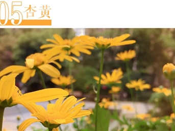 那些中國傳統顏色，都藏在領(lǐng)悅社區的春景之中……