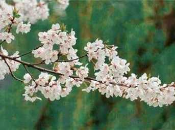 服務(wù)的美學(xué) | 以春日之名，與知己開(kāi)啟最美的遇見(jiàn)